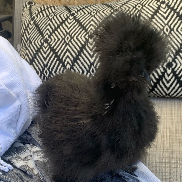 Meet your Posher, Kris - Picture 5 of 6